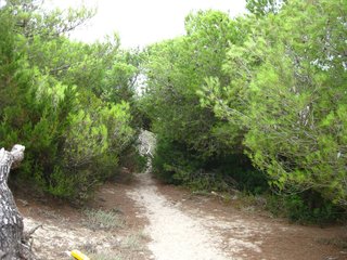 Pinienwald