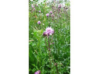 Die Distel - Schottische Nationalpflanze