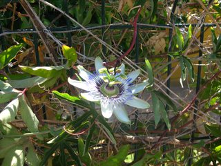 Was ist das nur für eine Blüte?